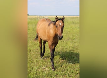 American Quarter Horse, Stallion, 1 year, 15,1 hh, Brown