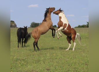 American Quarter Horse, Stallion, 1 year, 15,1 hh, Brown