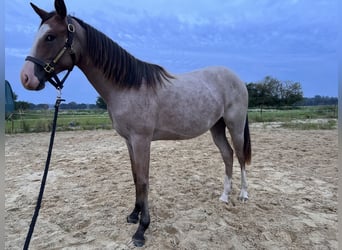 American Quarter Horse Mix, Stallion, 1 year, 15,1 hh, Overo-all-colors