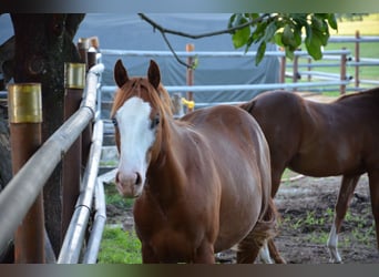 American Quarter Horse, Stallion, 1 year, 15,1 hh, Rabicano