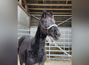 American Quarter Horse, Stallion, 1 year, 15,3 hh, Black