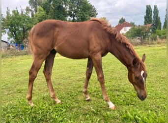 American Quarter Horse, Stallion, 1 year, 16.1 hh, Chestnut