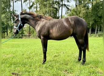 American Quarter Horse, Stallion, 1 year, Bay-Dark