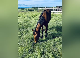 American Quarter Horse, Stallion, 1 year, Bay-Dark