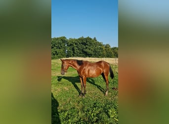 American Quarter Horse, Stallion, 1 year, Bay-Dark