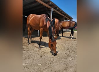 American Quarter Horse, Stallion, 1 year, Bay-Dark
