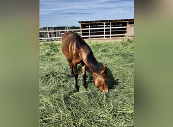 American Quarter Horse, Stallion, 1 year, Bay-Dark