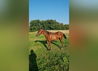 American Quarter Horse, Stallion, 1 year, Bay-Dark