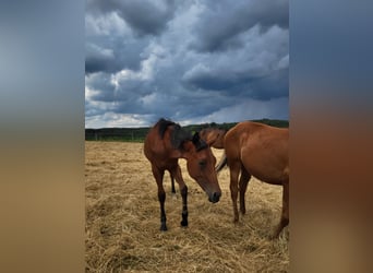 American Quarter Horse, Stallion, 1 year, Bay-Dark