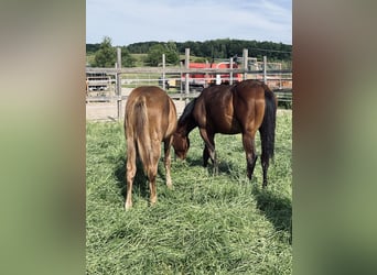 American Quarter Horse, Stallion, 1 year, Bay-Dark