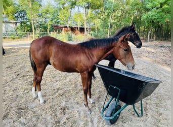 American Quarter Horse, Stallion, 1 year, Bay