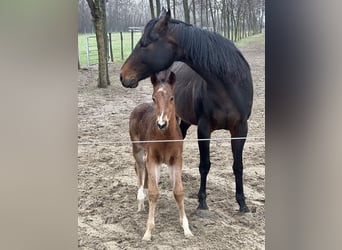 American Quarter Horse, Stallion, 1 year, Bay
