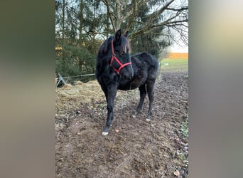 American Quarter Horse, Stallion, 1 year, Black