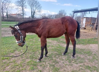 American Quarter Horse, Stallion, 1 year, Brown