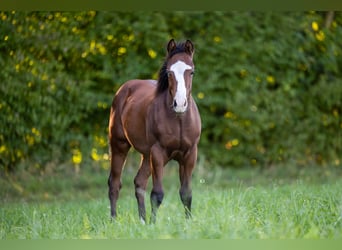 American Quarter Horse, Stallion, 1 year, Brown