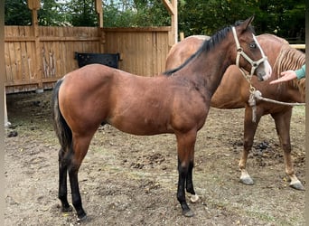 American Quarter Horse, Stallion, 1 year, Brown