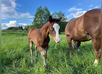 American Quarter Horse, Stallion, 1 year, Brown