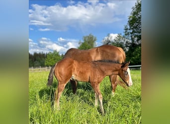 American Quarter Horse, Stallion, 1 year, Brown