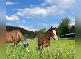 American Quarter Horse, Stallion, 1 year, Brown