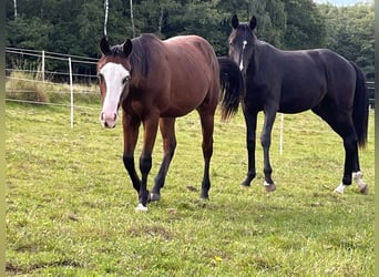 American Quarter Horse, Stallion, 1 year, Brown