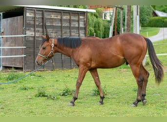 American Quarter Horse, Stallion, 1 year, Brown