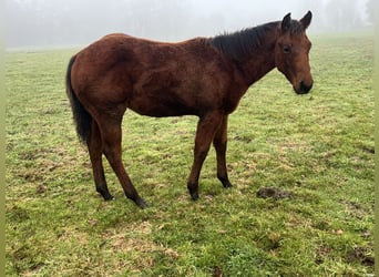 American Quarter Horse, Stallion, 1 year, Brown