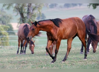 American Quarter Horse, Stallion, 1 year, Brown