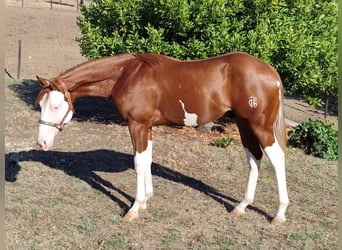 American Quarter Horse, Stallion, 1 year, Brown