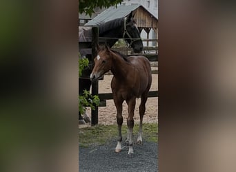 American Quarter Horse, Stallion, 1 year, Brown