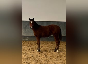 American Quarter Horse, Stallion, 1 year, Brown