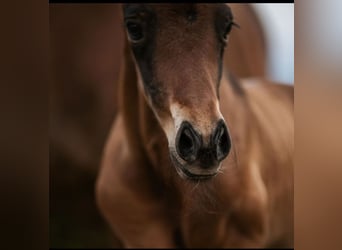 American Quarter Horse, Stallion, 1 year, Brown