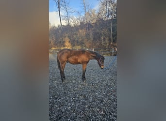 American Quarter Horse, Stallion, 1 year, Brown