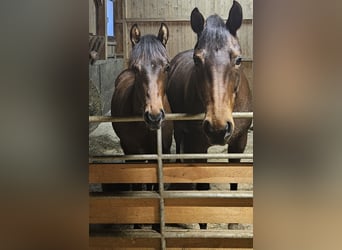 American Quarter Horse, Stallion, 1 year, Brown