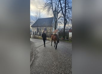 American Quarter Horse, Stallion, 1 year, Brown