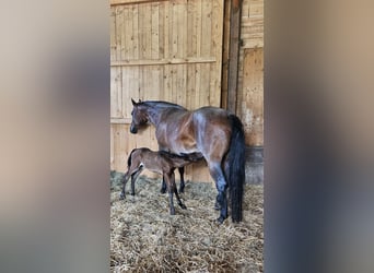 American Quarter Horse, Stallion, 1 year, Brown