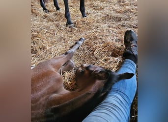 American Quarter Horse, Stallion, 1 year, Brown