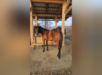 American Quarter Horse, Stallion, 1 year, Brown