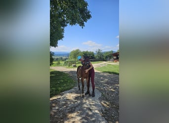 American Quarter Horse, Stallion, 1 year, Brown