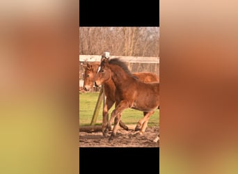 American Quarter Horse, Stallion, 1 year, Brown