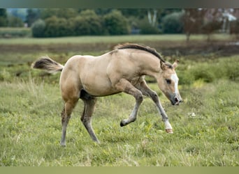 American Quarter Horse, Stallion, 1 year, Buckskin
