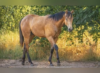 American Quarter Horse, Stallion, 1 year, Buckskin
