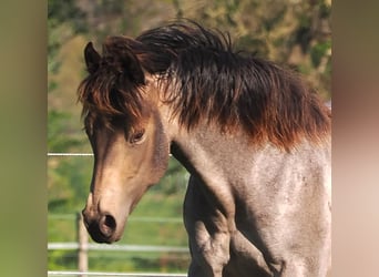 American Quarter Horse, Stallion, 1 year, Buckskin