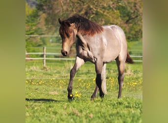 American Quarter Horse, Stallion, 1 year, Buckskin