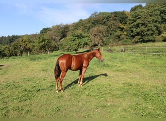 American Quarter Horse, Stallion, 1 year, Chestnut-Red