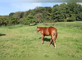 American Quarter Horse, Stallion, 1 year, Chestnut-Red