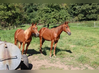 American Quarter Horse, Stallion, 1 year, Chestnut-Red