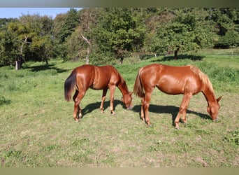 American Quarter Horse, Stallion, 1 year, Chestnut-Red