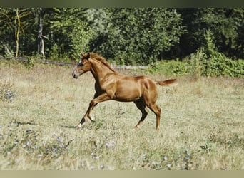 American Quarter Horse, Stallion, 1 year, Chestnut-Red