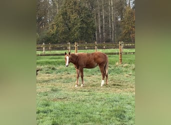American Quarter Horse, Stallion, 1 year, Chestnut-Red