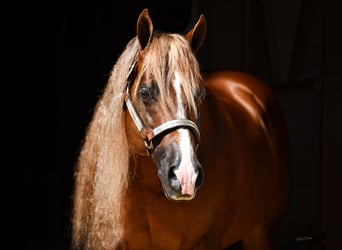 American Quarter Horse, Stallion, 1 year, Chestnut-Red
